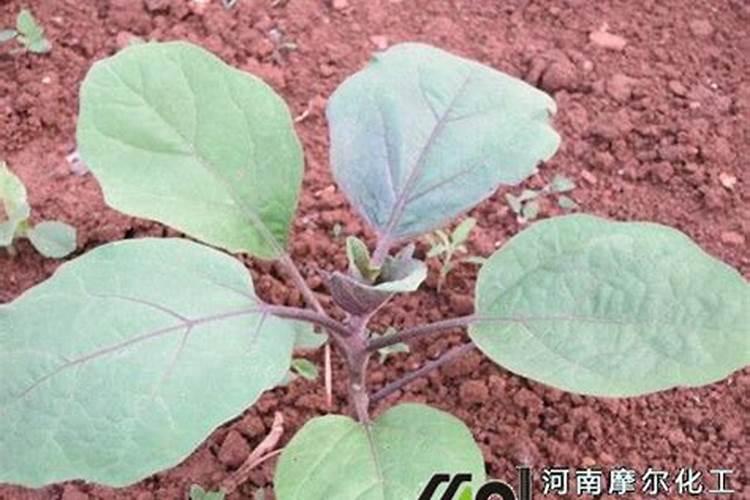 枣树什么时候施肥