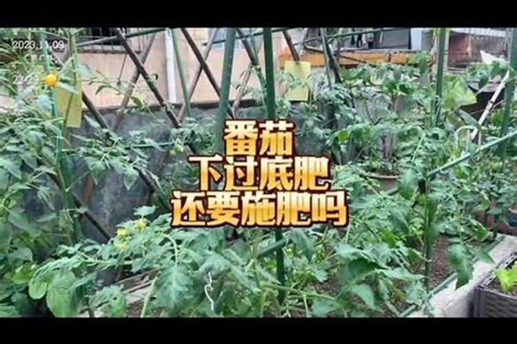 西红柿花期能喷施叶面肥吗