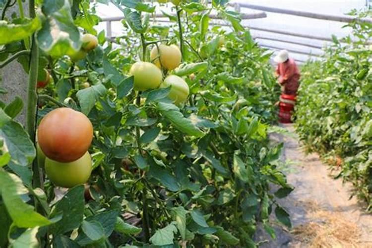 番茄合理的施肥灌溉 番茄施肥技巧