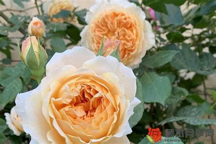 如何给月季正确的施肥(平时掌握好月季花施肥方法)