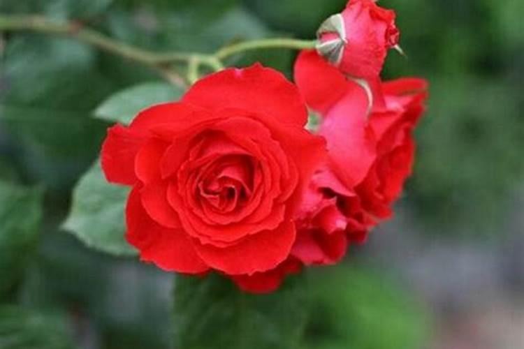 如何让月季爆盆施肥