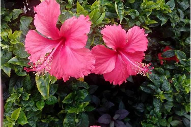 油茶低改合理施肥方法