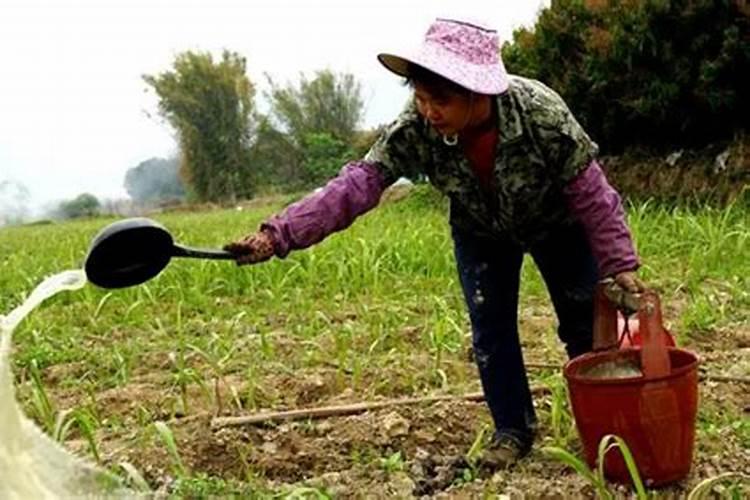 什么时候给油茶施肥最好？