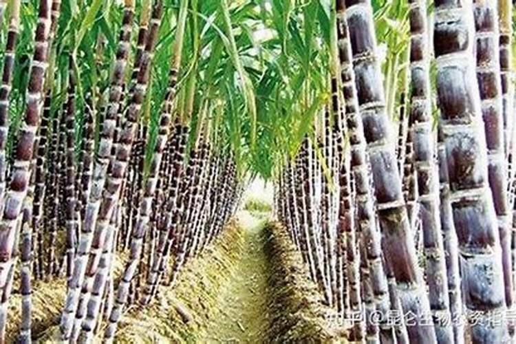 甘蔗用什么肥长得快又甜