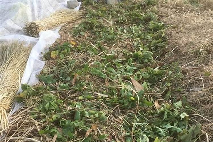 青菜施肥用复合还是尿素