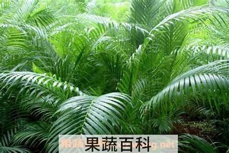 散尾葵的叶子干枯发黄怎么办？