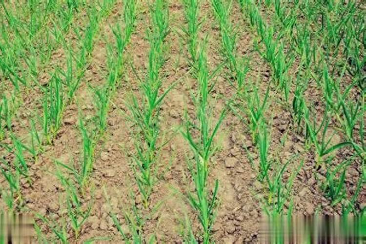 芸苔内酯适合打什么蔬菜