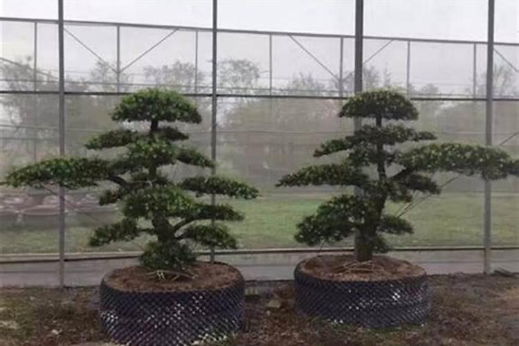 大果番茄正确施肥方法