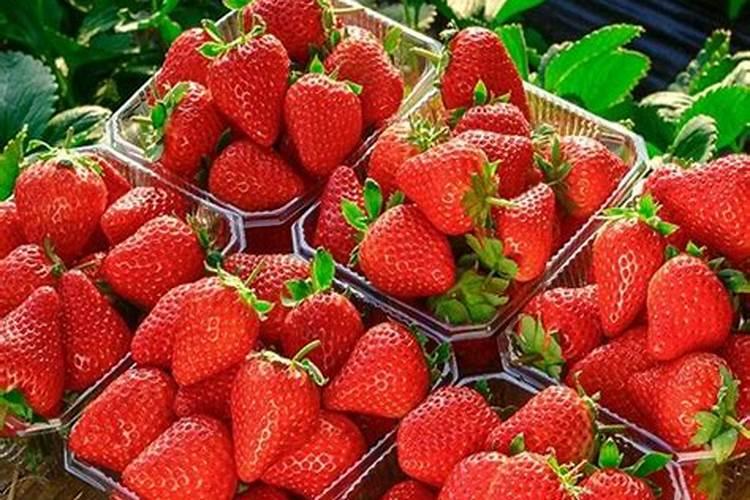 虎皮兰多久浇一次水比较好 水浇多了怎么办