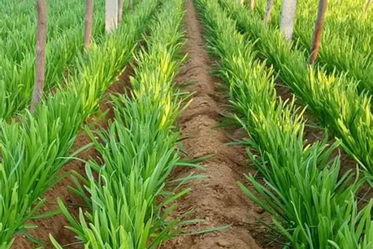 韭菜种植需要施什么肥料