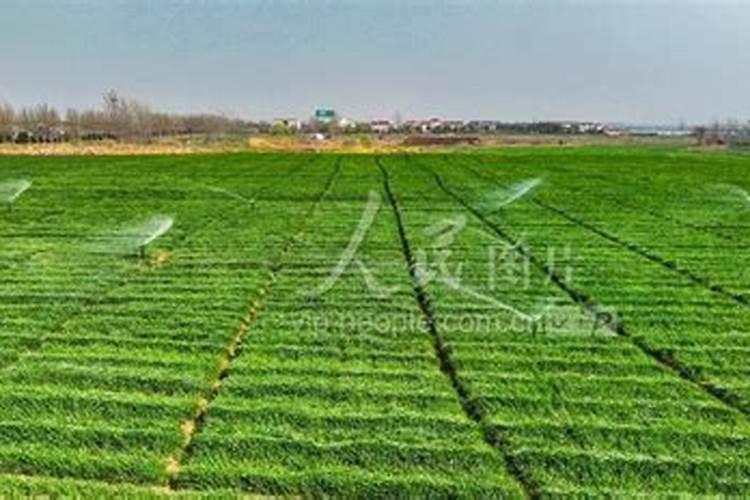 现在天气冷了,微生物菌剂和氨基酸能在一起冲吗？