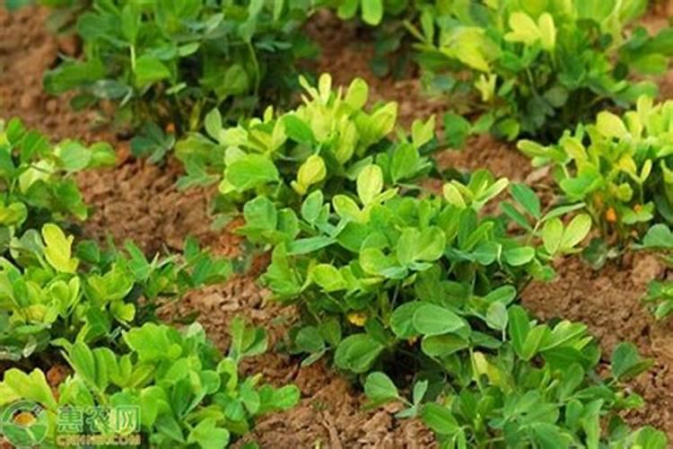 花生叶面追肥什么时候合适？追肥用量多少合适