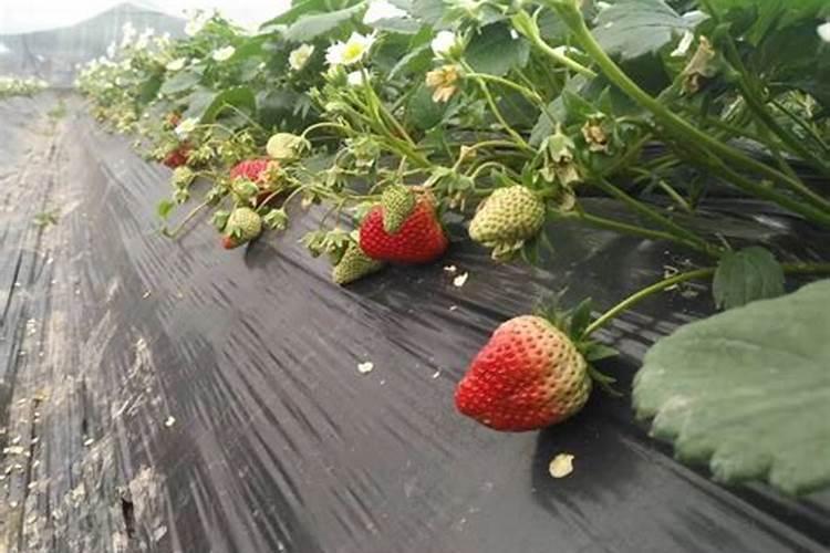 草莓施肥用什么肥料最好又可增产 用肥哪种最好