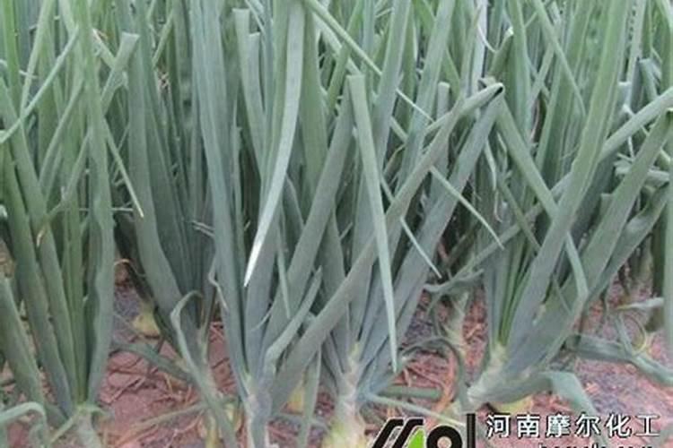 洋葱施什么肥生长最快