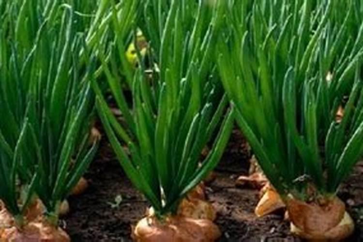 洋葱用什么肥料能使洋葱生长快