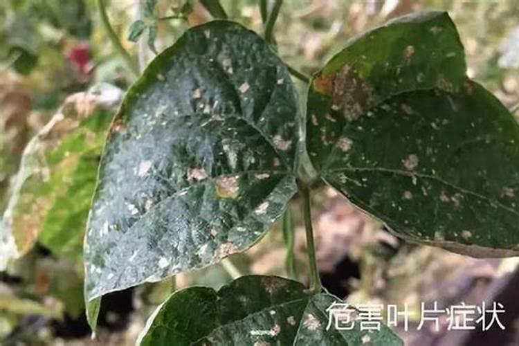 月季蓟马危害及防治
