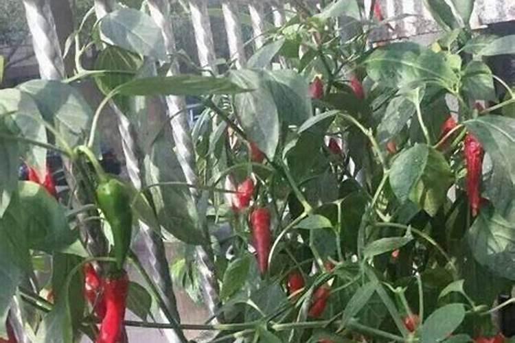 大粪可以做辣椒肥料吗