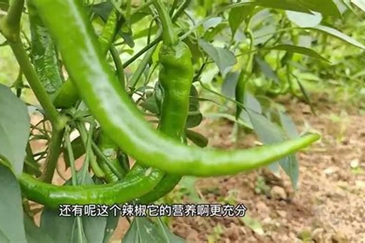 盐碱地种水稻用什么底肥和追肥效果好