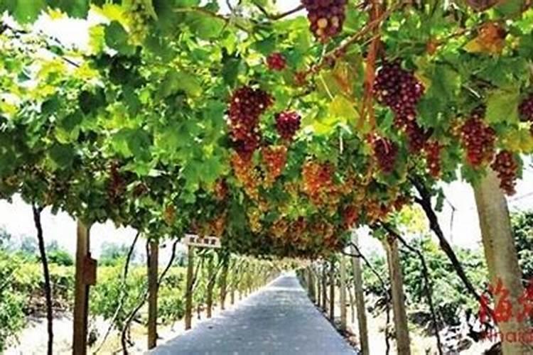 黄豆水可以浇蟹爪兰吗