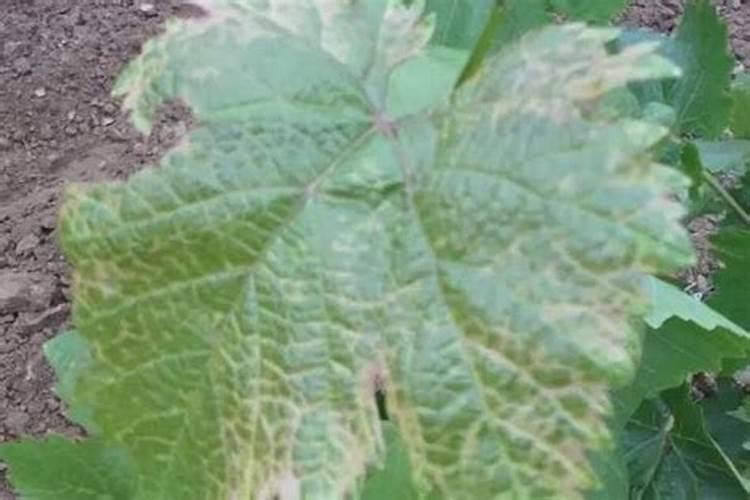 马蹄莲施什么肥最好