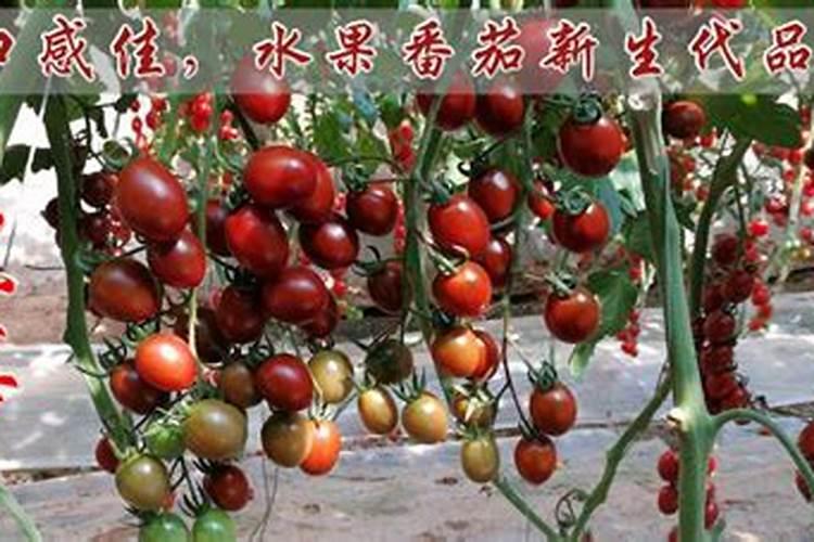 番茄追肥的合适时间是什么时候？