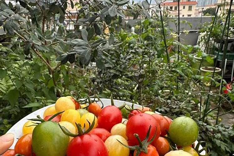 西红柿具体要什么时候冲施高钾水溶肥才合适？