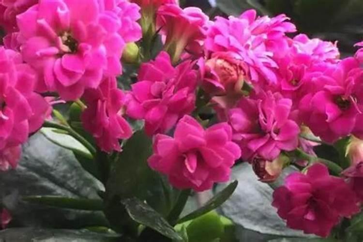 阳光玫瑰葡萄见信使花还能浇地施肥吗？