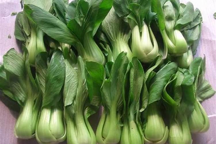 种蔬菜用什么肥料最好