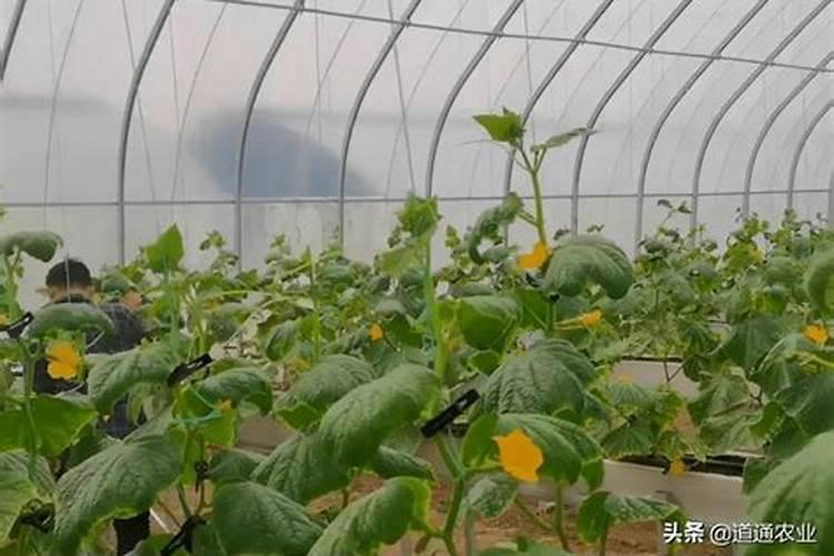 黄瓜水溶肥料料厂家哪个好？真实案例告诉你