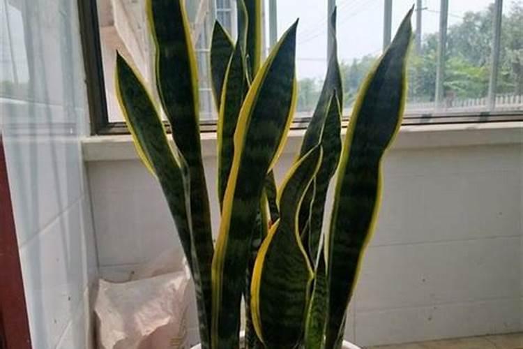 硝化和反硝化原理