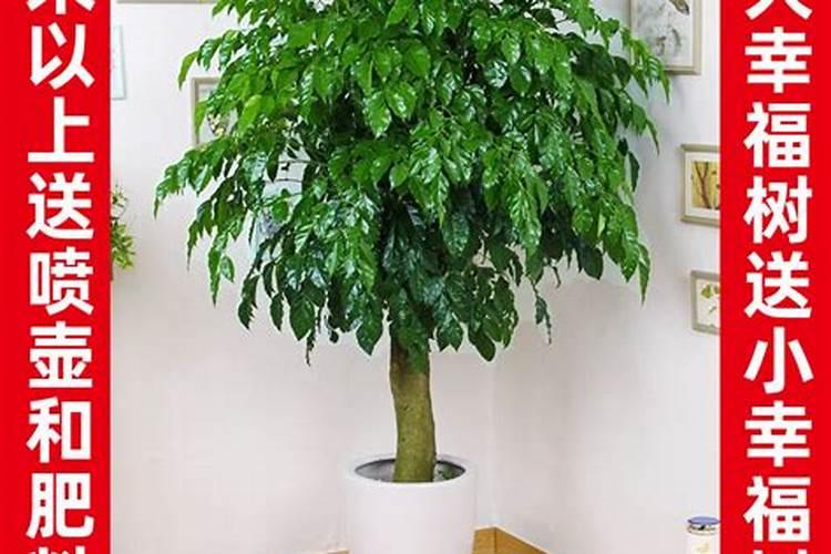 番茄膨果叶面肥效果最好的是哪种