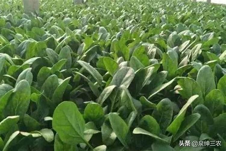 玉树“施肥”小窍门