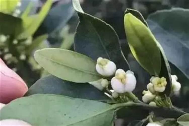 红蜜柚施什么肥最好