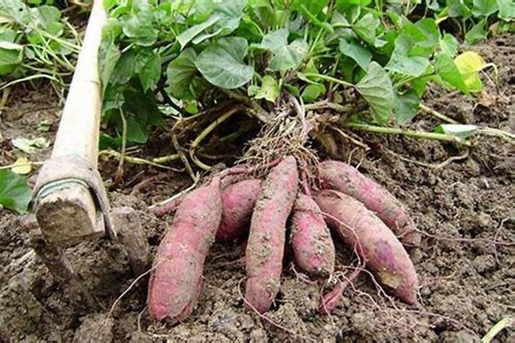 一叶兰用什么土养好