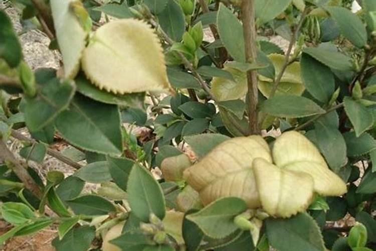 草莓结果期施什么肥？草莓早熟高产栽培技术!