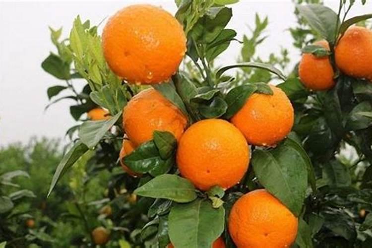 油菜冬前旺长怎么控制