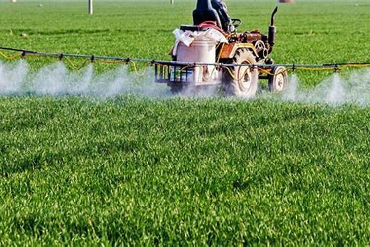 小麦抽穗扬花期打什么药