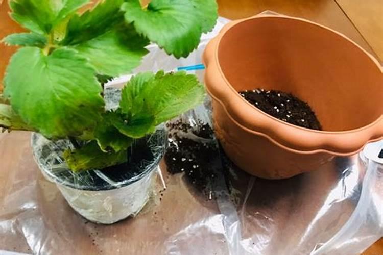 草莓种下多久施肥