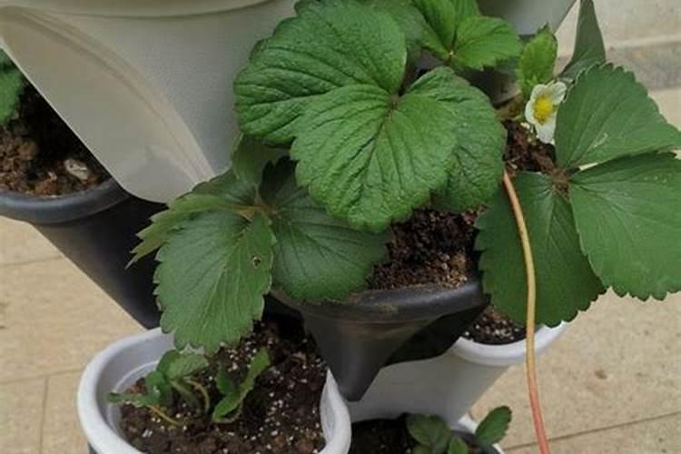 草莓各个时期的施肥方案,什么时候冲高磷肥