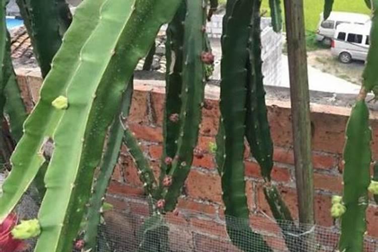 水溶肥料是什么原料做的 水溶肥原料等级划分