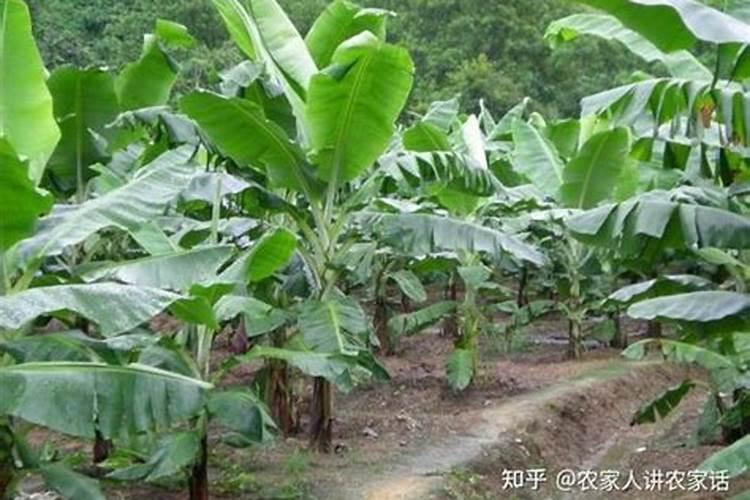 香蕉高产用什么叶面肥好？可以给香蕉使用膨大剂吗？