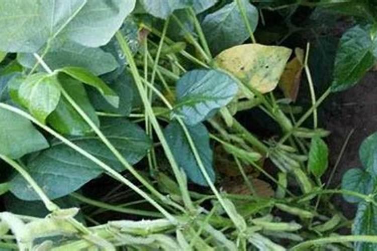 黄豆喜欢什么肥料