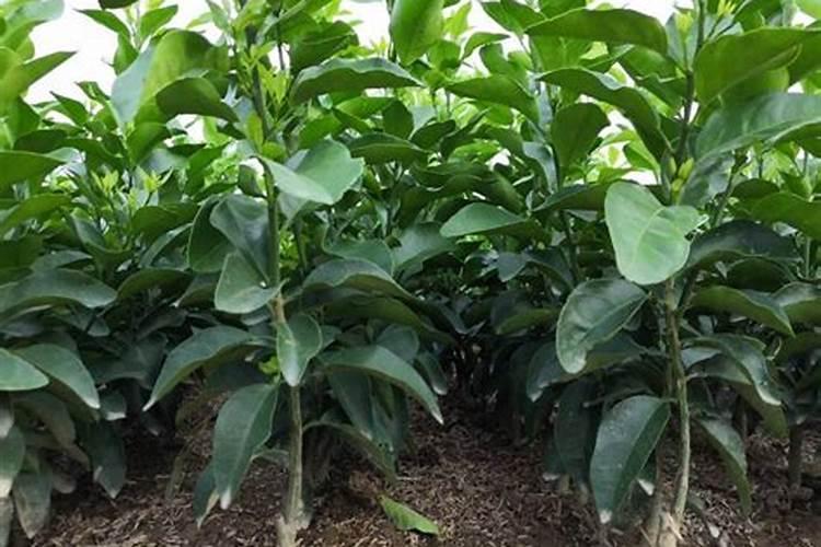 花芽分化用什么叶面肥