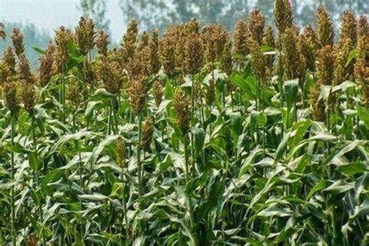 芝麻耐旱吗 是喜水还是喜旱植物