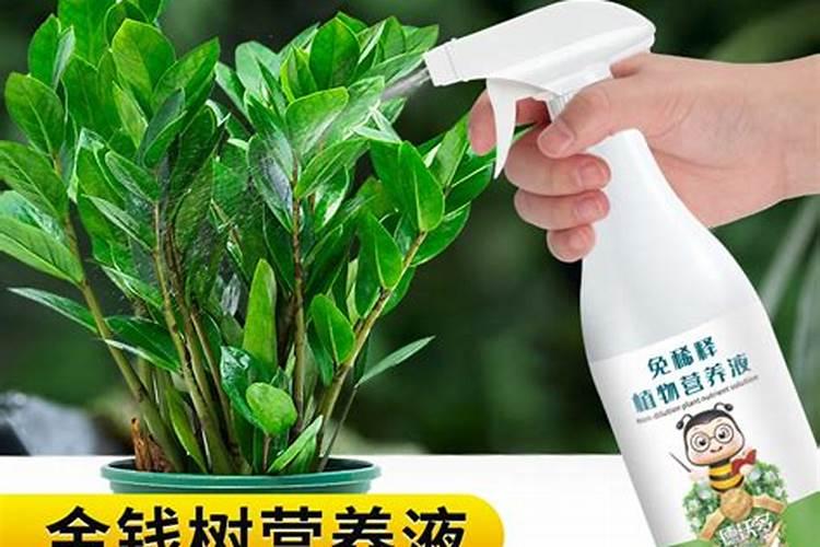 金钱树氮肥多久用一次 金钱树的氮肥施用周期是多久？