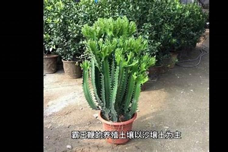 NPK三种化肥的作用分别都是什么？