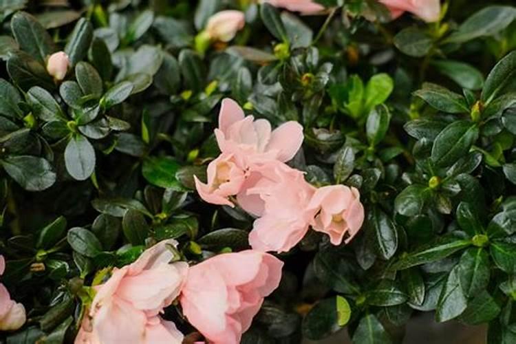 秋季杜鹃花怎样施肥