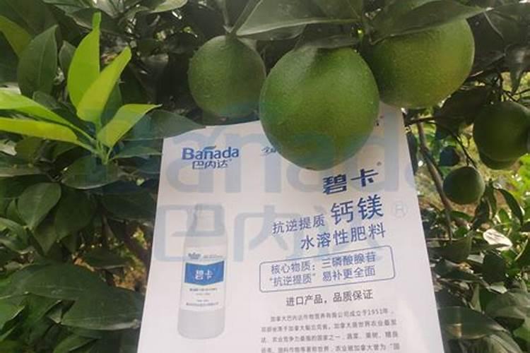 草莓结果期施什么肥？草莓早熟高产栽培技术!