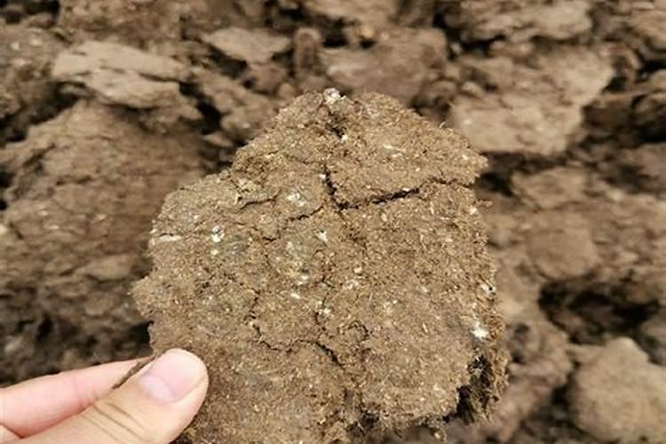 碗莲什么时候开始施肥