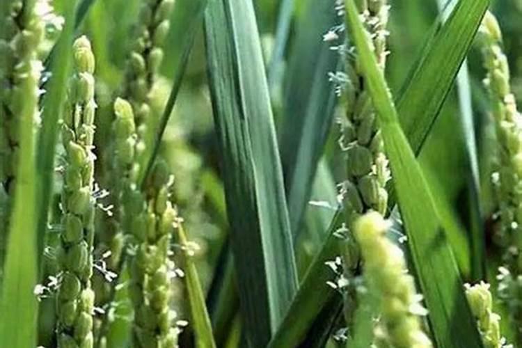 氯化钾给水稻撒施可以吗